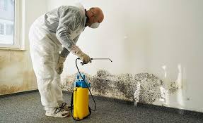 Reliable Gibsonton, FL Mold Inspection Solutions