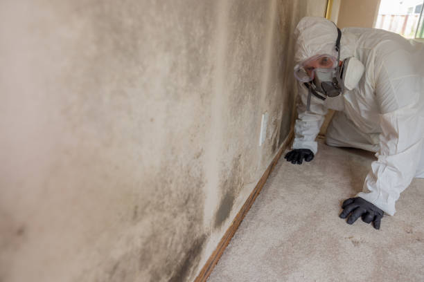 Best Comprehensive Air Testing for Mold Contaminants  in Gibsonton, FL